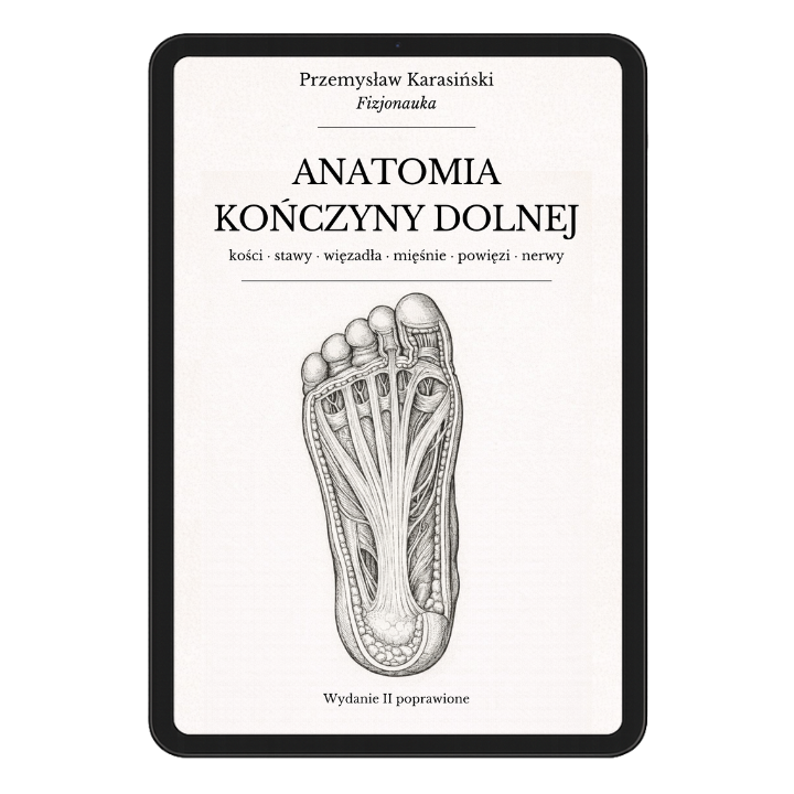 Anatomia kończyny dolnej