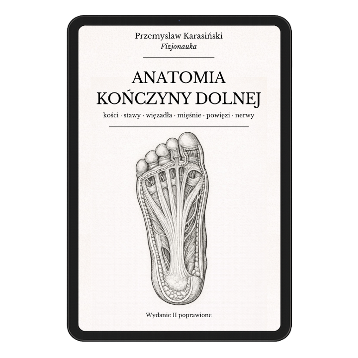 Anatomia kończyny dolnej