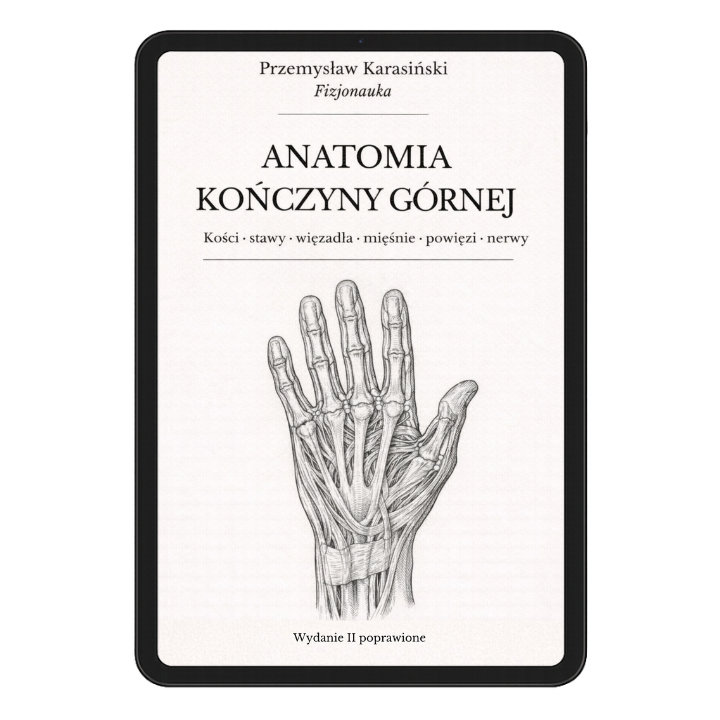 Anatomia kończyny górnej